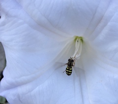 Metasyrphus