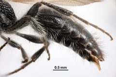 Pseudomethoca frigida