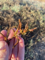 Salicornia pacifica
