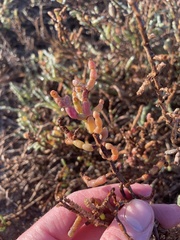 Salicornia pacifica