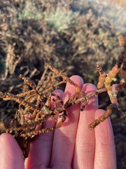 Salicornia pacifica
