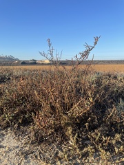 Salicornia pacifica