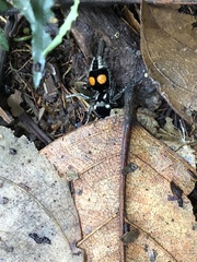Hoplomutilla