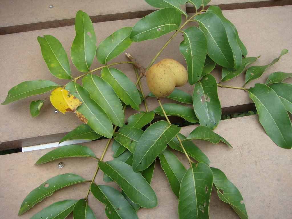 Aglaia cucullata (Aglaia cucullata)