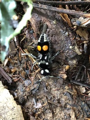 Hoplomutilla