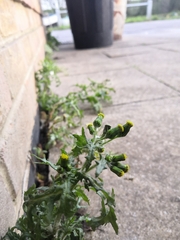 Senecio vulgaris