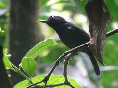 Thamnophilus bridgesi