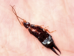 Anisolabis littorea