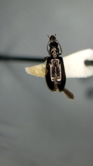 Salpingus viridiaeneus