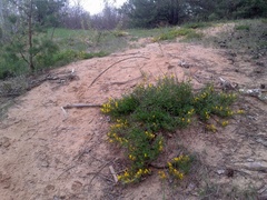 Chamaecytisus ratisbonensis