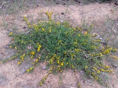 Chamaecytisus ratisbonensis