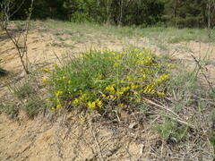 Chamaecytisus ratisbonensis