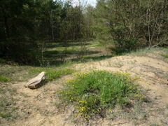 Chamaecytisus ratisbonensis