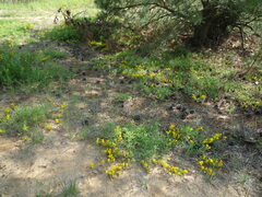 Chamaecytisus ratisbonensis