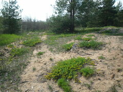 Chamaecytisus ratisbonensis