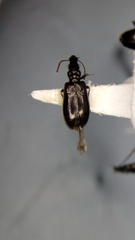 Salpingus viridiaeneus