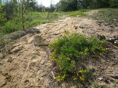 Chamaecytisus ratisbonensis