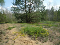 Chamaecytisus ratisbonensis