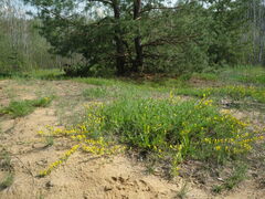 Chamaecytisus ratisbonensis