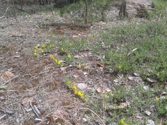 Chamaecytisus ratisbonensis