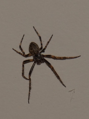 Nuctenea umbratica