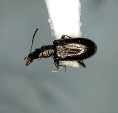 Salpingus viridiaeneus