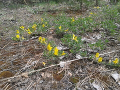 Chamaecytisus ratisbonensis