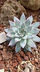 Echeveria colorata