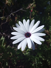 Dimorphotheca fruticosa