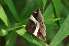 Bastilla crameri