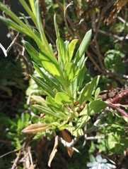 Dimorphotheca fruticosa