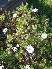 Dimorphotheca fruticosa