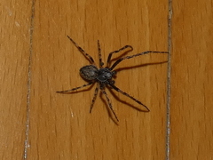 Nuctenea umbratica