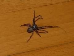 Nuctenea umbratica