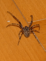 Nuctenea umbratica