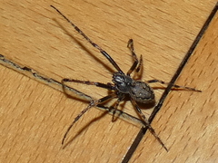 Nuctenea umbratica