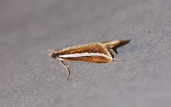 Carectocultus perstrialis