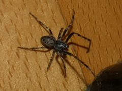 Nuctenea umbratica
