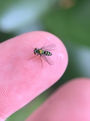 Condylostylus pruinosus