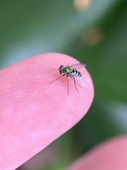 Condylostylus pruinosus