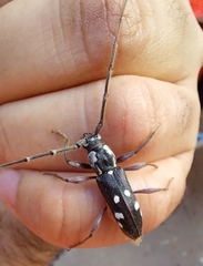 Ambonus albomaculatus