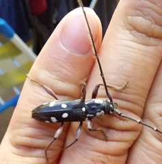 Ambonus albomaculatus