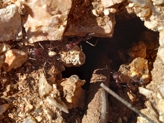 Novomessor albisetosus