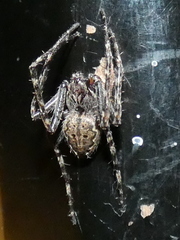 Nuctenea umbratica