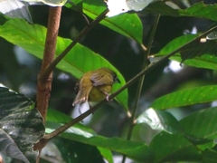 Eucometis penicillata