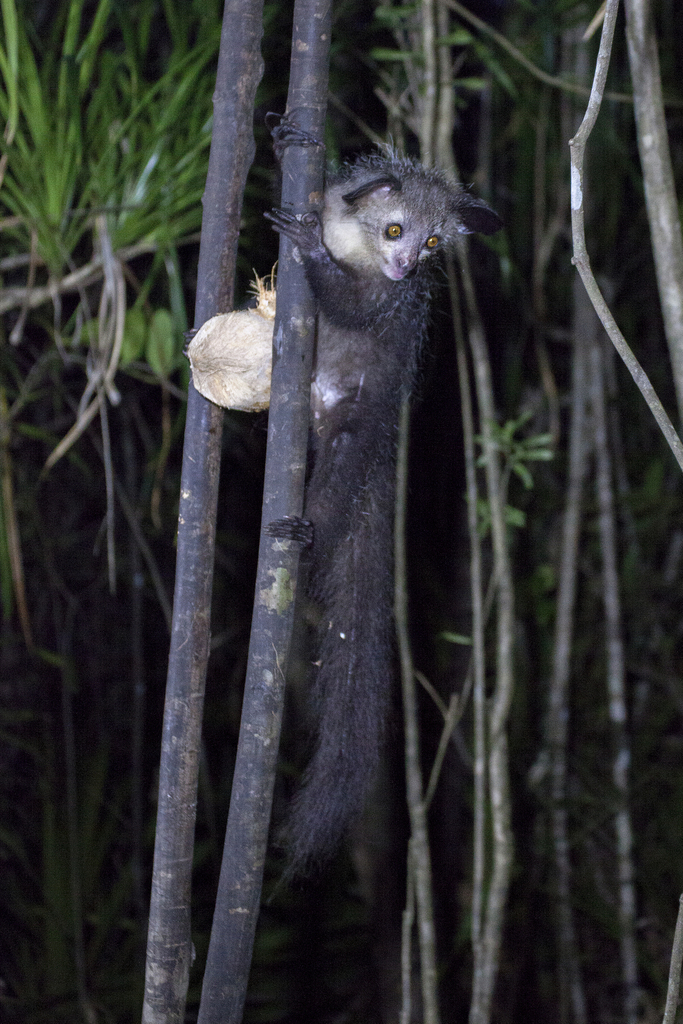 Aye-Aye (Daubentonia madagascariensis)