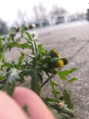 Senecio vulgaris