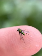 Condylostylus armipes