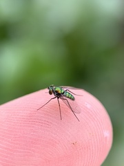 Condylostylus armipes