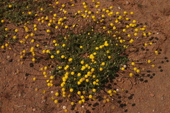 Oncosiphon grandiflorus